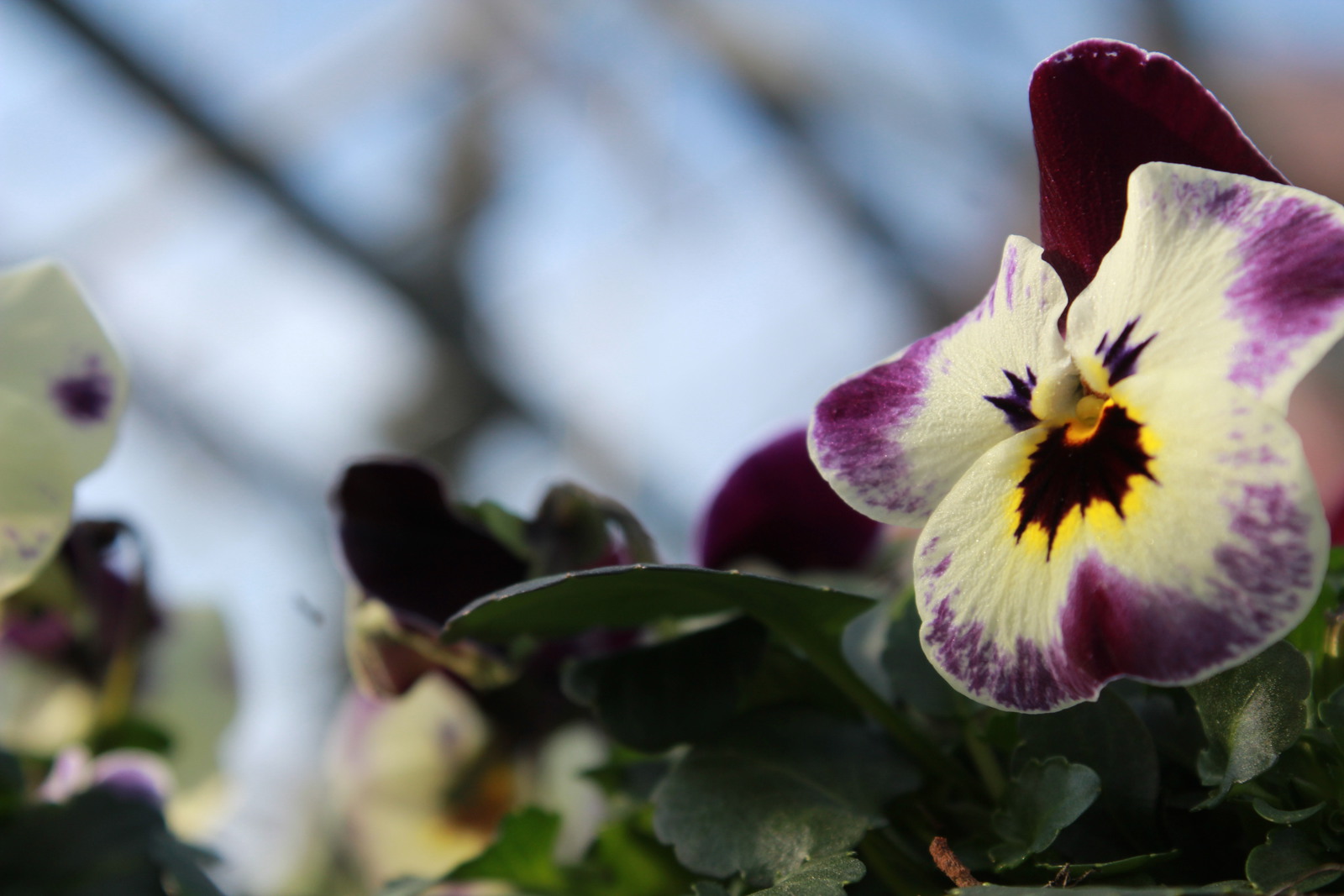 Viola cornuta f1 deltini cuty.JPG