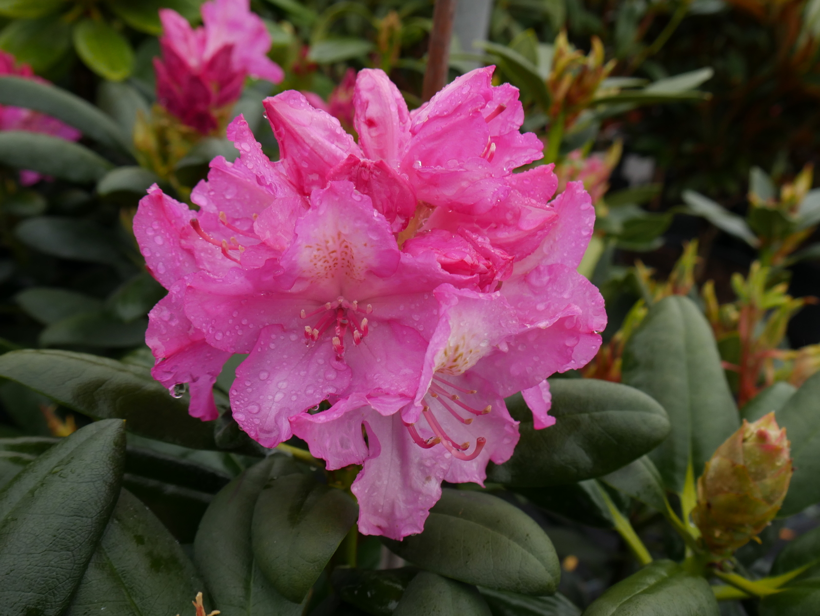P1000745.JPG
