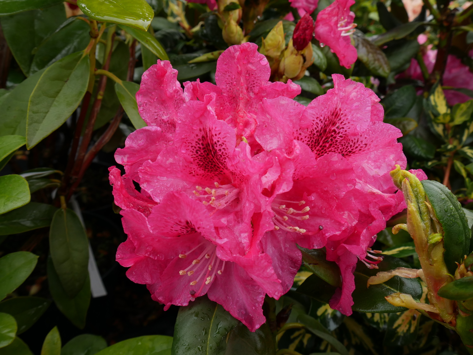 P1000750.JPG